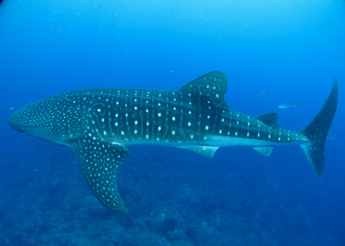 Combinatiereis Tanzania en duiken in Zanzibar 6