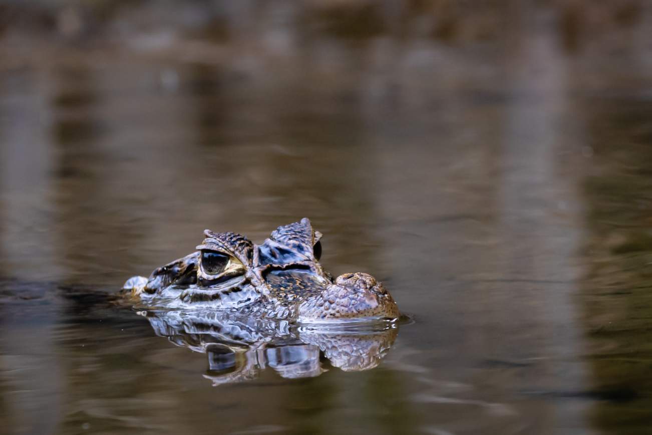 Fly en Drive in Switi Suriname Rondreis 11