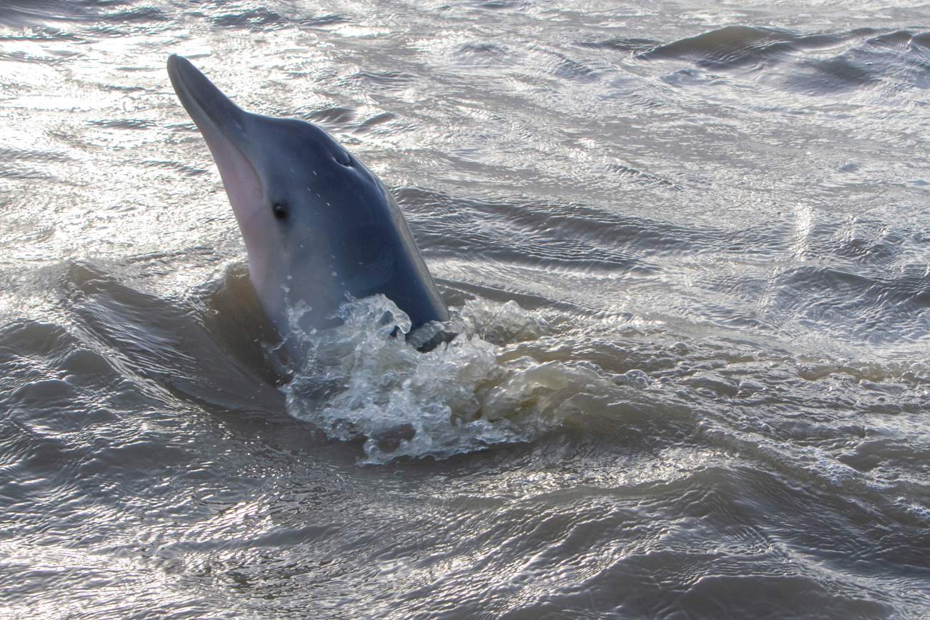 Fly en Drive Ontdek zelf Suriname  5