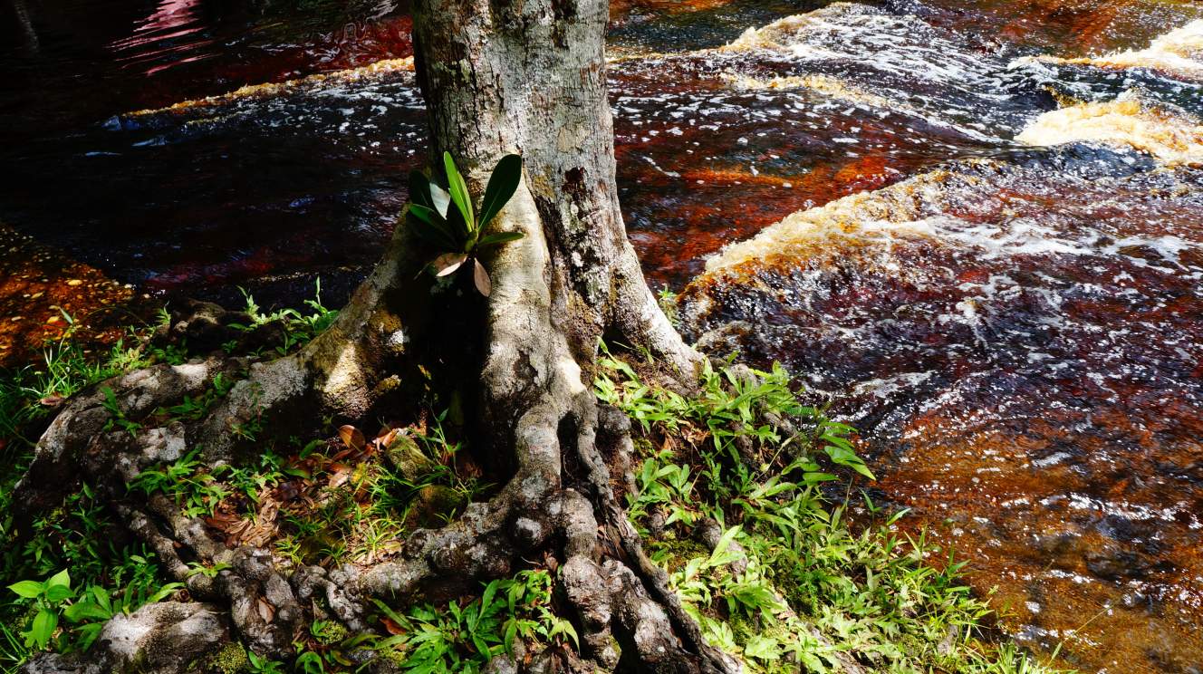 Fly en Drive Ontdek zelf Suriname  15