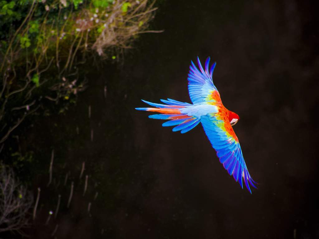 Individuele Rondreis Fantastisch Brazilie 22